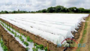 malla-contra-heladas-invernavelo-protegiendo-cultivo-en-campo-abierto