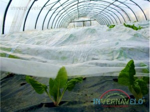 cultivo-en-invernadero-protegido-con-manta-termica-invernavelo