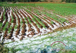 helada-en-cultivo-a-campo-abierto