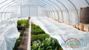 manta-termica-invernavelo-cultivo-en-invernadero-protegido